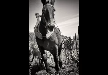 Décavaillonage avec une mule