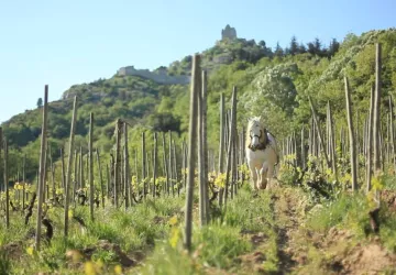 Domaine Rémy Nodin - La Beylesse