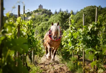 Domaine Rémy Nodin - La Beylesse