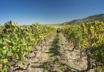 Domaine du Mas d'Intras