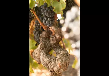 Domaine de Grangeneuve - Roussas