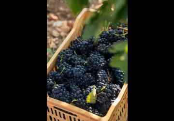 Domaine de Grangeneuve_Roussas