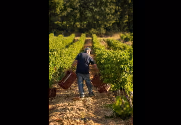 Domaine de Grangeneuve_Roussas