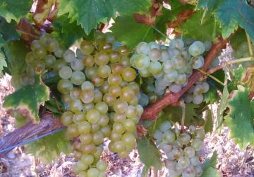 VIOGNIER