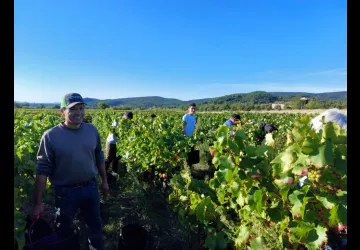 VENDANGES