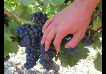 domaine-alain-dumarcher-gras