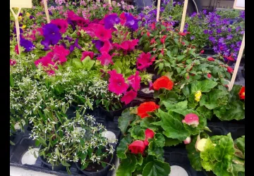 Marché Place Carnot