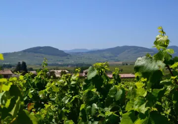 Notre vignoble