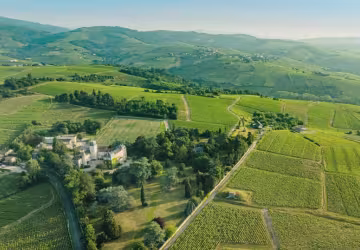 vignes