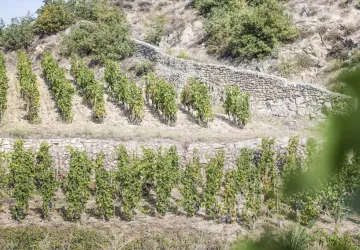 Domaine Laurent Fayolle