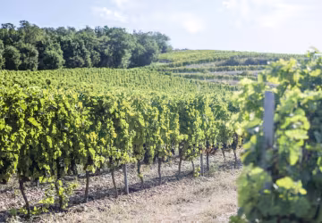 Domaine Laurent Fayolle