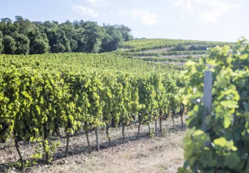 Domaine Laurent Fayolle