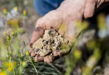 Domaine Laurent Fayolle