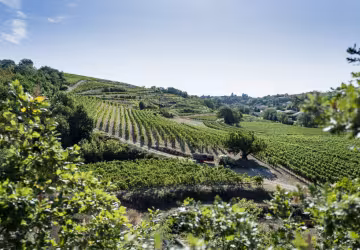 Domaine Laurent Fayolle