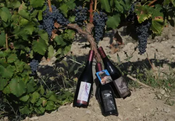 les vins rouges du domaine