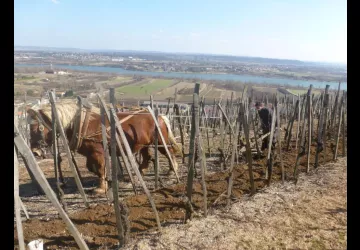 Domaine Christophe Pichon