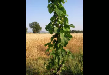 Domaine Pradelle_Chanos-Curson