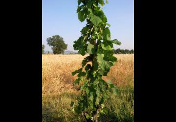 Domaine Pradelle Domaine Pradelle_Chanos-Curson