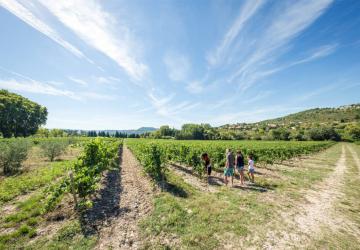 Le vignoble