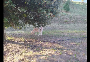 Truffière La Baume St Antoine