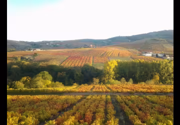 Vigneron d'un jour.. Vigneron toujours.. à la découverte du vignoble Beaujolais