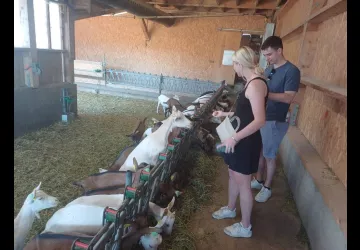Visite d'une ferme fromagère