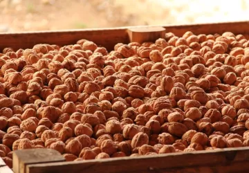 Noix de Grenoble AOP bio