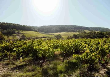 Vignoble Laurent Bellion
