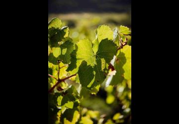 Vignes