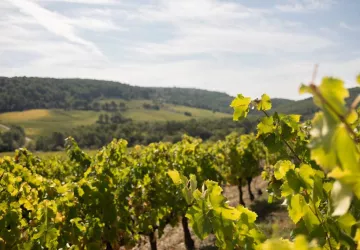 Vins Laurent Bellion_Séguret