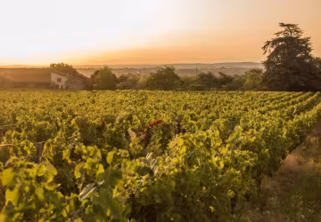 Les vignes_ Domaine du clos Saint-Marc_Taluyers