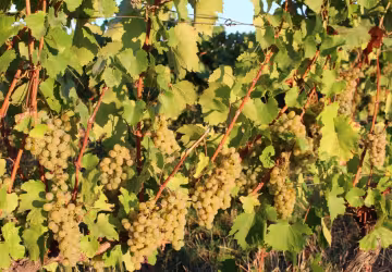 Les vignes_ Domaine du clos Saint-Marc_Taluyers