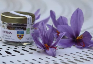 Safran de Cuges / La ferme du lézard vert