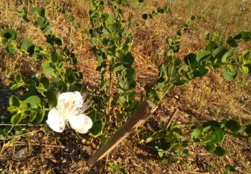 Safran de Cuges / La ferme du lézard vert