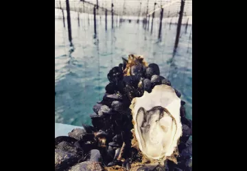 Huître Perle de Camargue