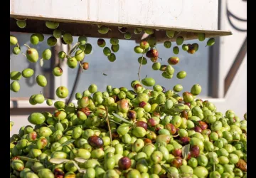 Moulin Cornille olives