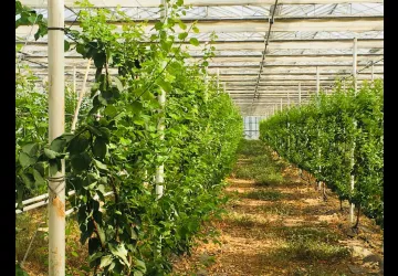 Abricotiers sous serre