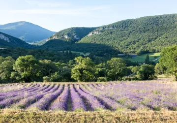 Pique-nique chic au coeur des lavandes - L'essentiel de lavande_La Bégude-de-Mazenc
