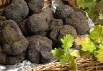 Destination Truffes : Cavage à la ferme, dégustations et marchés