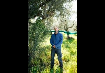 Dans oliveraie