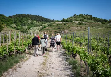 Vignes & Saveurs – Balade gourmande en Rhône Crussol_Cornas