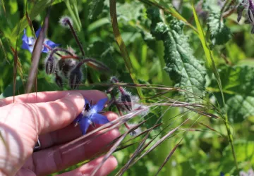De la terre à l'assiette