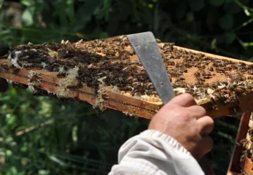 De la terre à l'assiette