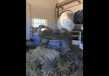 Distillation de lavandin aux Agnels