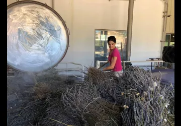 Distillation d'été par Véronique Agnel