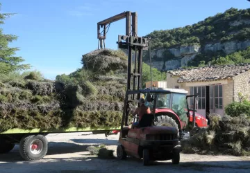 Distillation traditionnelle de lavande aux Agnels
