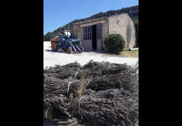 Pleine saison de distillation aux Agnels