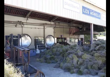 Distillation de lavande en étéaoût aux Agnels