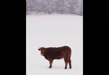 De la ferme à l’assiette : journée gourmande à Lyon_Lyon 2ème