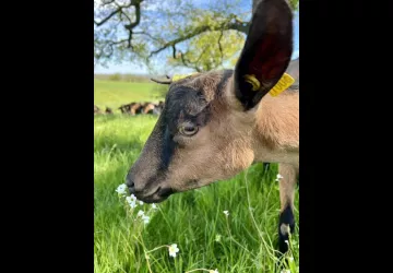 De la ferme à l’assiette : journée gourmande à Lyon_Lyon 2ème